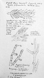 Cylindrobasidium corrugum image
