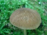 Pluteus longistriatus image