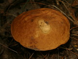 Leccinum subglabripes image