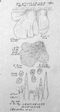 Lentinellus montanus image