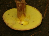 Leccinum subglabripes image