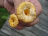 Cantharellus ignicolor image