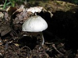 Agaricus pocillator image