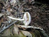 Agaricus pocillator image