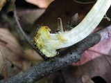 Agaricus pocillator image
