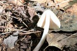 Pluteus flavofuligineus image