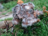 Syzygites megalocarpus image