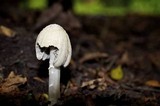 Coprinellus flocculosus image