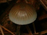 Mycena subcaerulea image