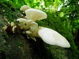 Pleurotus pulmonarius image