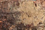 Tomentella calcicola image