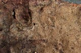 Tomentella calcicola image