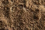 Tomentella calcicola image