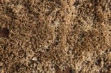 Tomentella calcicola image