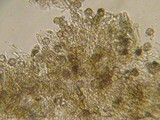 Tomentella calcicola image