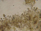 Tomentella calcicola image