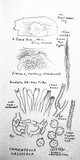 Tomentella calcicola image