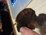 Daedaleopsis confragosa image