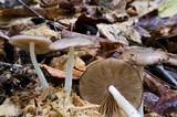 Bolbitius reticulatus image