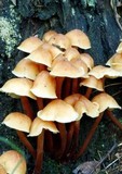 Collybia eucalyptorum image