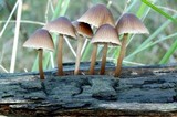 Mycena yuulongicola image