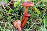 Lactarius eucalypti image