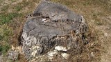 Trametes suaveolens image