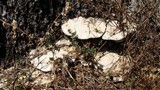 Trametes suaveolens image