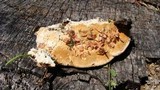 Trametes suaveolens image