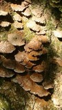 Phellinus gilvus image