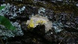 Fuligo septica image