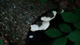 Lenzites elegans image