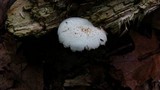 Pluteus petasatus image