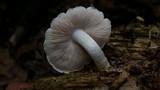 Pluteus petasatus image