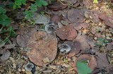 Agaricus endoxanthus image