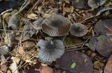 Agaricus endoxanthus image