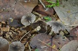 Agaricus endoxanthus image