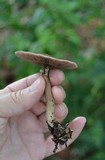 Agaricus endoxanthus image