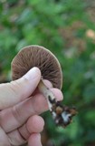 Agaricus endoxanthus image