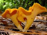 Cantharellus lateritius image