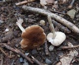 Pluteus cyanopus image