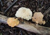 Polyporus alveolaris image