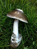 Amanita sect. Vaginatae image