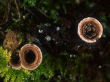 Nidula candida image