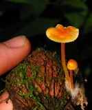 Mycena crocea image