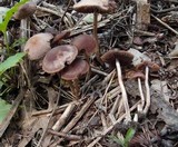 Psathyrella bipellis image