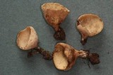 Tarzetta cupularis image