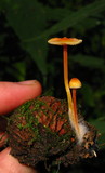 Mycena crocea image