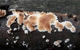 Steccherinum ochraceum image