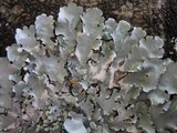 Parmotrema reticulatum image